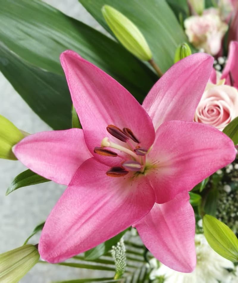 Plantas y orquídeas para regalo